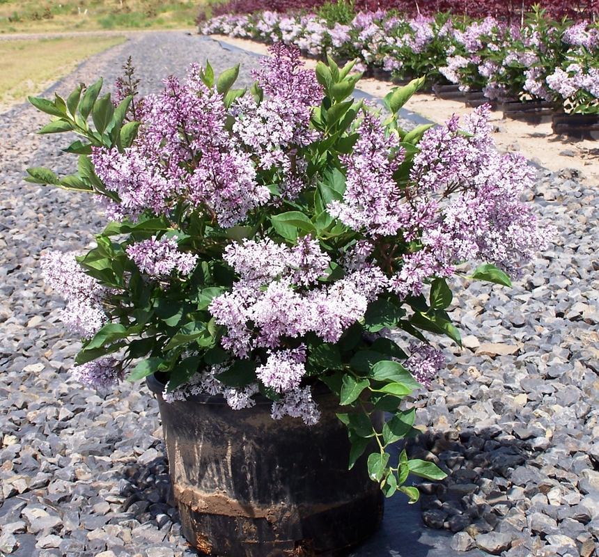 Сирень повторноцветущая Жозе (Syringa 'Josee')