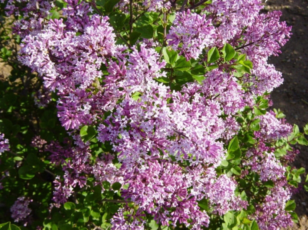 Сирень Мейера Палибин (Syringa meyeri 'Palibin')