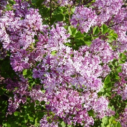 Сирень Мейера Палибин (Syringa meyeri 'Palibin')