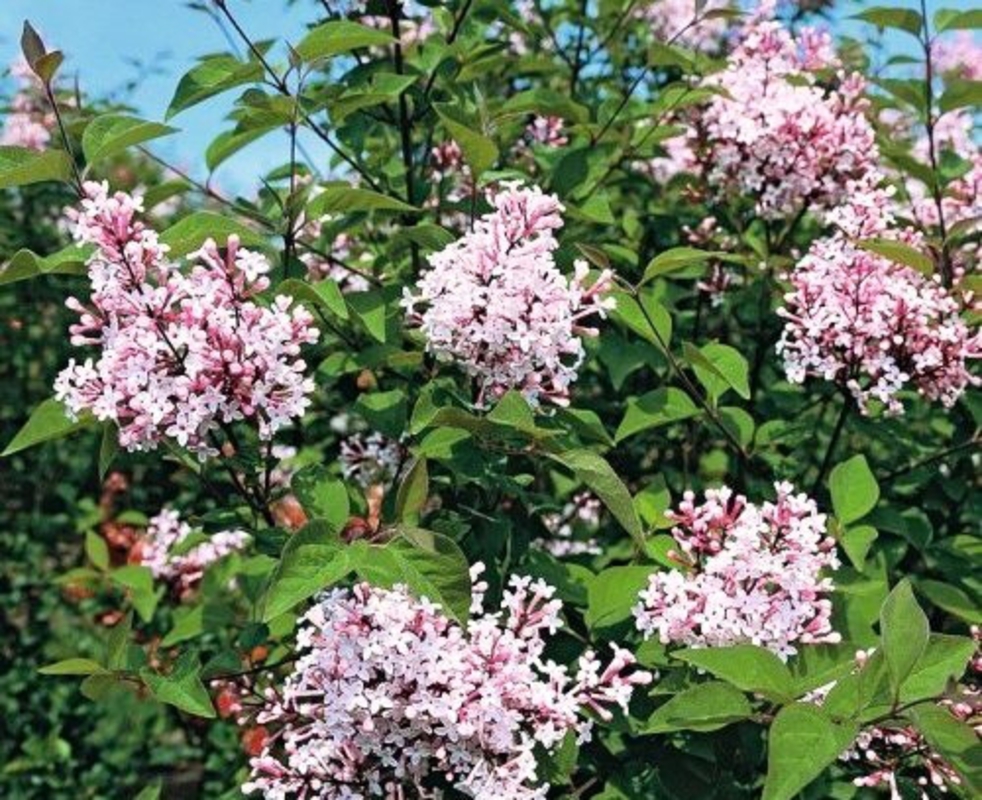 Сирень мелколистная Розеа (Syringa microphylla 'Rosea')