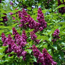 Сирень обыкновенная Эдвард Хардинг (Syringa vulgaris 'Edward Harding')
