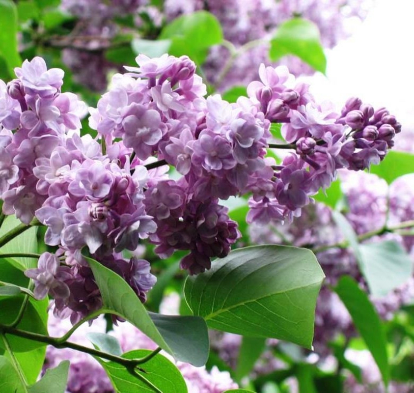 Сирень обыкновенная Мишель Бюхнер (Syringa vulgaris 'Michel Buchner')