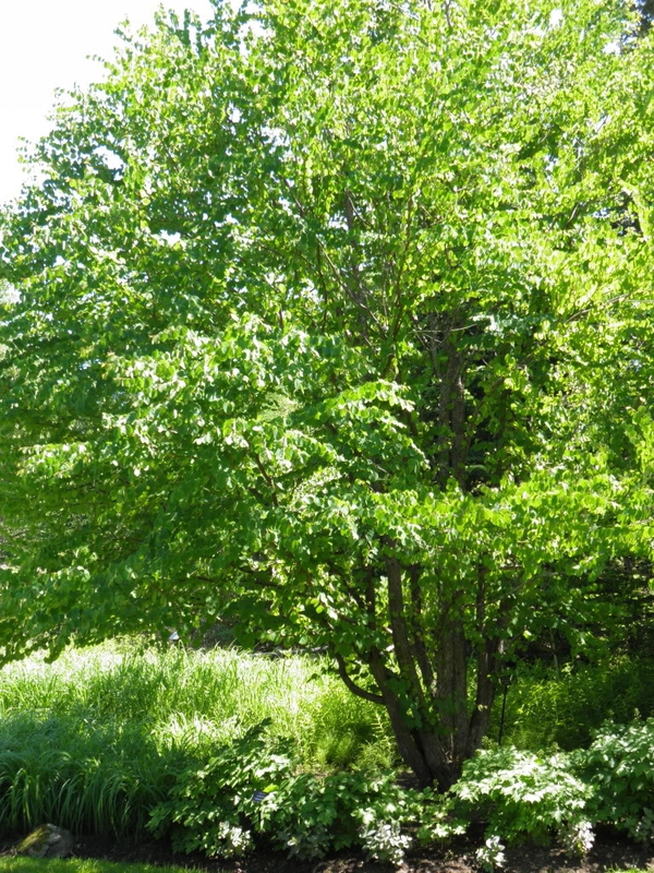 Багрянник японский (Cercidiphyllum japonicum)