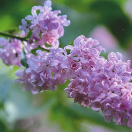 Сирень обыкновенная Пирлесс Пинк (Syringa vulgaris 'Peerless Pink')