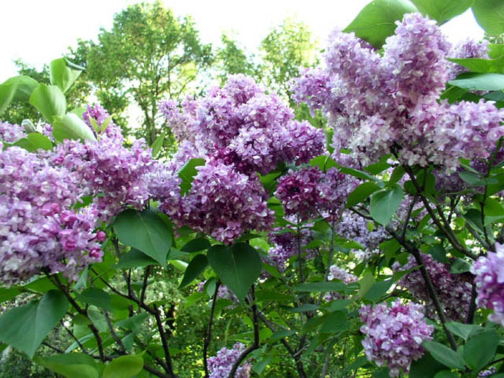 Сирень обыкновенная Андрей Громов (Syringa vulgaris 'Andrey Gromov')
