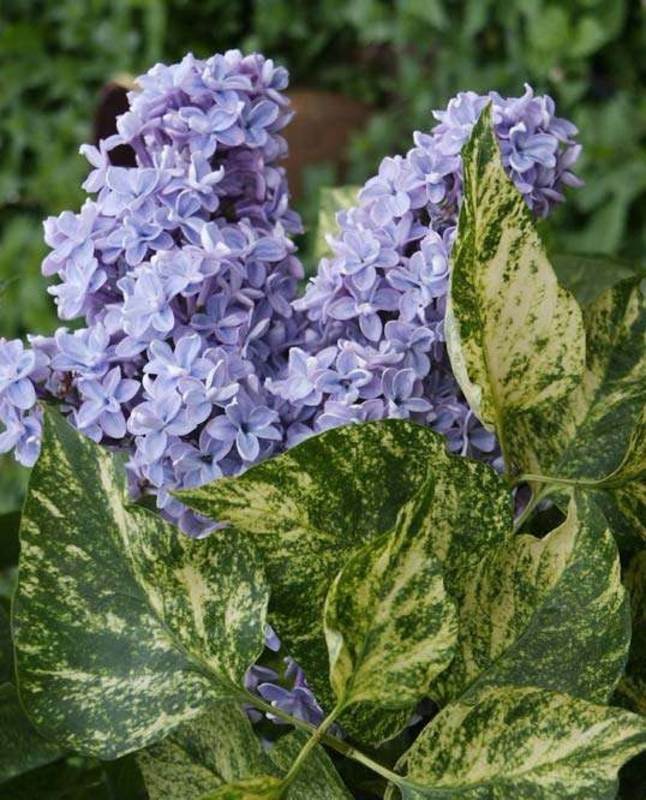 Сирень обыкновенная Аукубофолия (Syringa vulgaris 'Aucubaefolia')