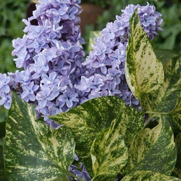 Сирень обыкновенная Аукубофолия (Syringa vulgaris 'Aucubaefolia')