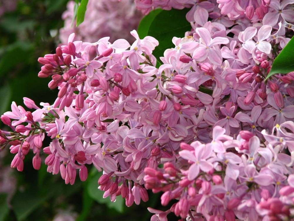Сирень обыкновенная Бюффон (Syringa vulgaris 'Buffon')