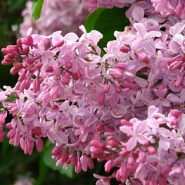 Сирень обыкновенная Бюффон (Syringa vulgaris 'Buffon')
