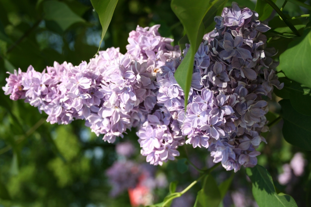 Сирень обыкновенная Великая Победа (Syringa vulgaris 'Velikaya Pobeda')