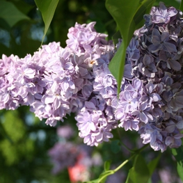 Сирень обыкновенная Великая Победа (Syringa vulgaris 'Velikaya Pobeda')