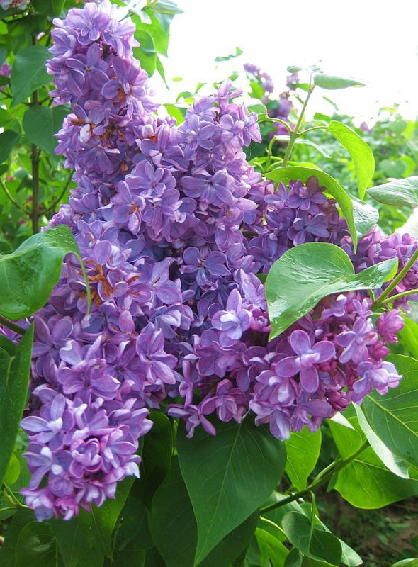 Сирень обыкновенная Виолетта (Syringa vulgaris 'Violetta')
