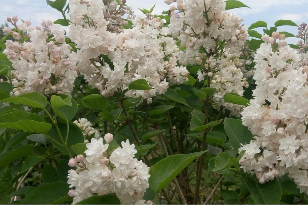 Сирень обыкновенная Маленький принц (Syringa vulgaris 'Malenkiy Prints')