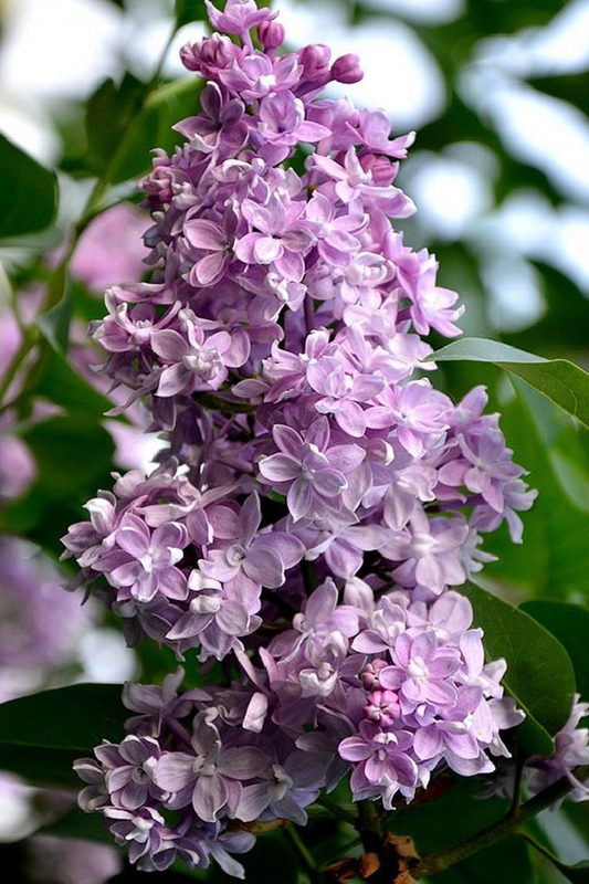 Сирень обыкновенная Память Вавилова (Syringa vulgaris 'Pamyat o Vavilove')