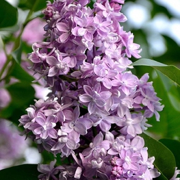 Сирень обыкновенная Память Вавилова (Syringa vulgaris 'Pamyat o Vavilove')
