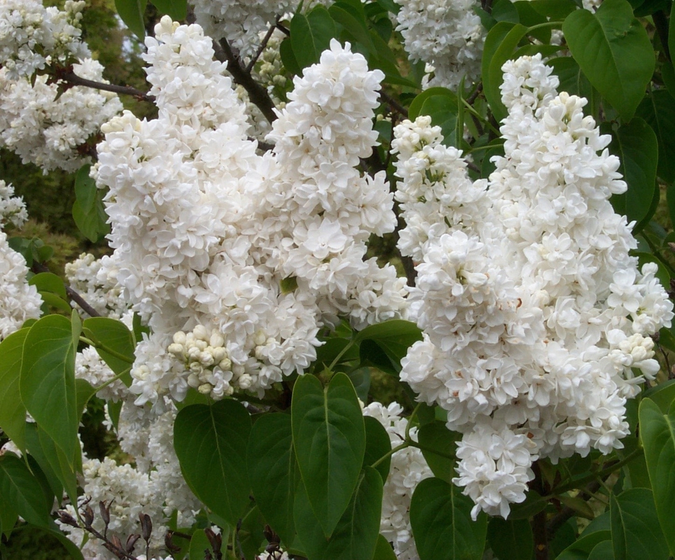 Сирень обыкновенная Память о Колесникове (Syringa vulgaris 'Pamyat o Kolesnikove')
