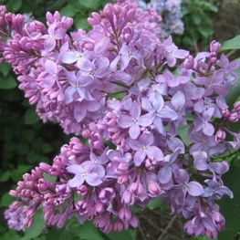 Сирень обыкновенная Русь (Syringa vulgaris 'Rus')