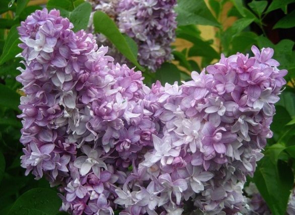 Сирень обыкновенная Надежда (Syringa vulgaris 'Nadezhda')