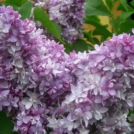 Сирень обыкновенная Надежда (Syringa vulgaris 'Nadezhda')