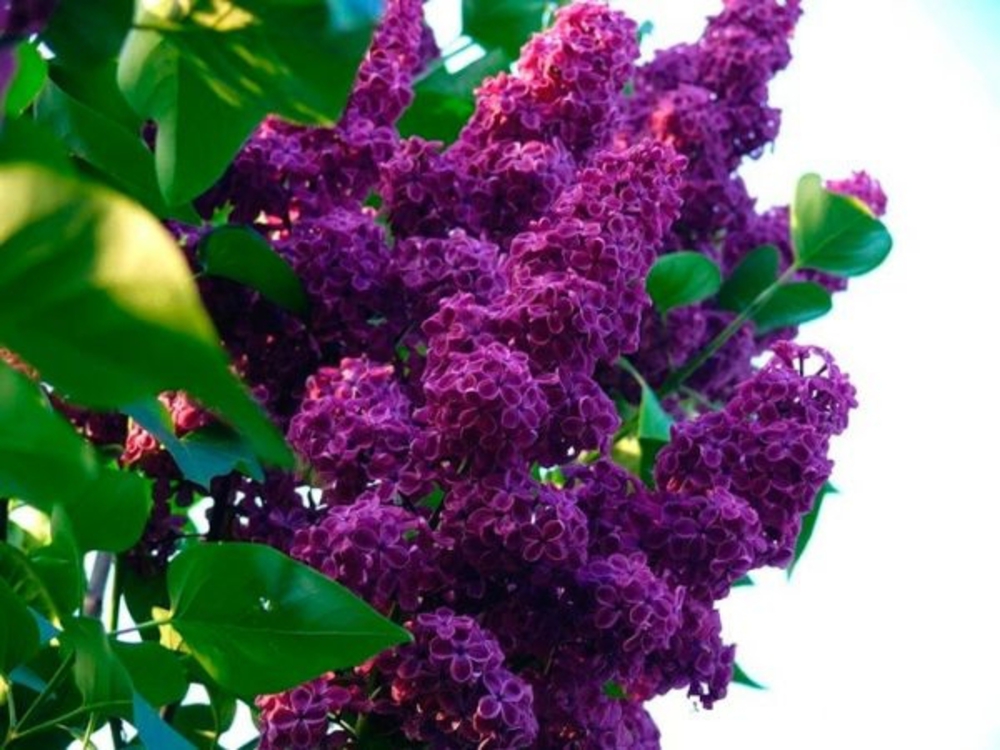 Сирень обыкновенная Памяти Людвига Шпета (Syringa vulgaris 'Andenken an Ludwig Spath')