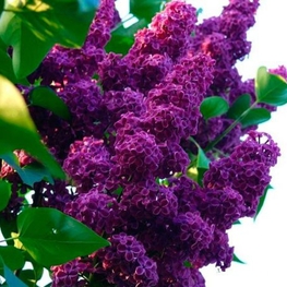 Сирень обыкновенная Памяти Людвига Шпета (Syringa vulgaris 'Andenken an Ludwig Spath')