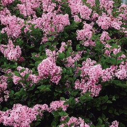 Сирень гибридная Пинк Парфюм (Syringa 'Pink Perfume')