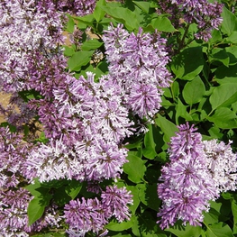 Сирень раскидистая Мисс Ким (Syringa pubescens subsp. patula 'Miss Kim')