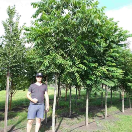 Бархат амурский (Phellodendron amurense)