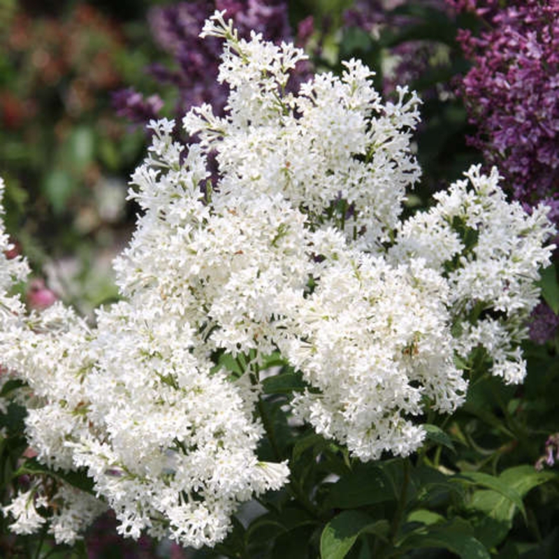 Сирень жозифлекса Агнес Смит (Syringa x josiflexa 'Agnes Smith')