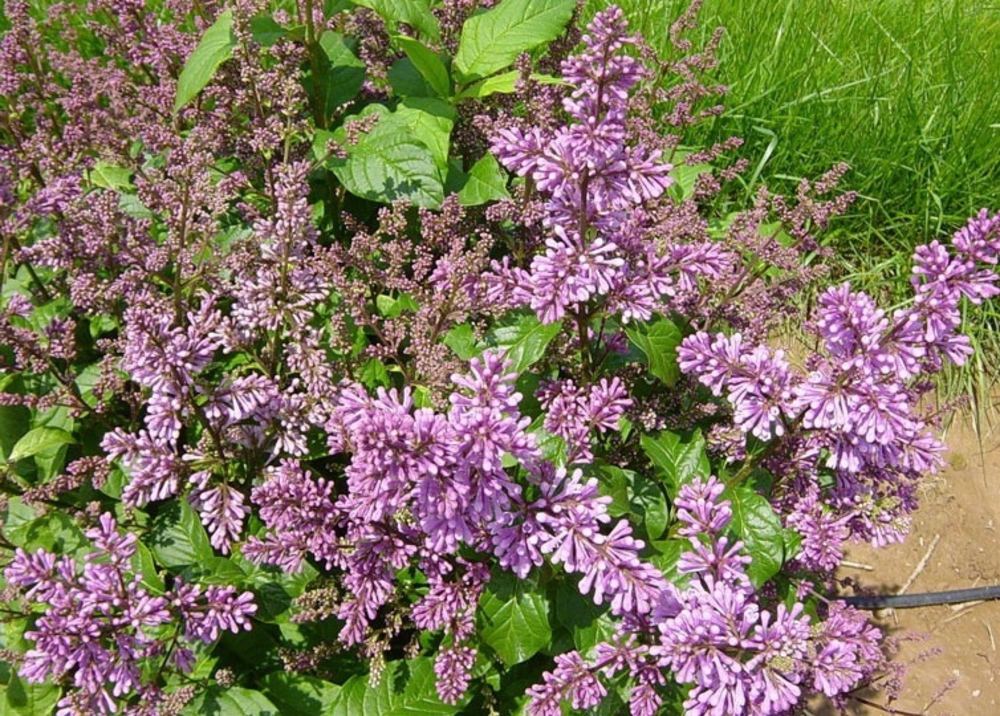 Сирень Престона Минуэт (Syringa x prestoniae 'Minuet')