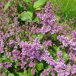 Сирень Престона Минуэт (Syringa x prestoniae 'Minuet')