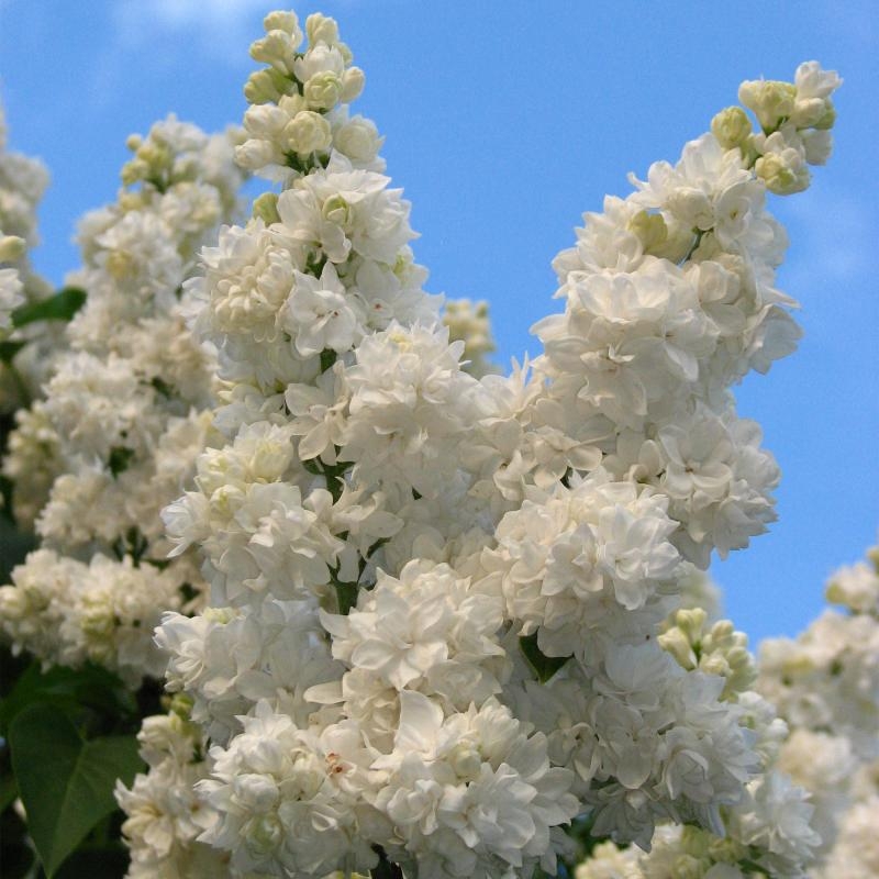 Сирень обыкновенная Моник Лемуан (Syringa vulgaris 'Monique Lemoine')