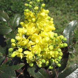 Магония падуболистная (Mahonia aquifolium)