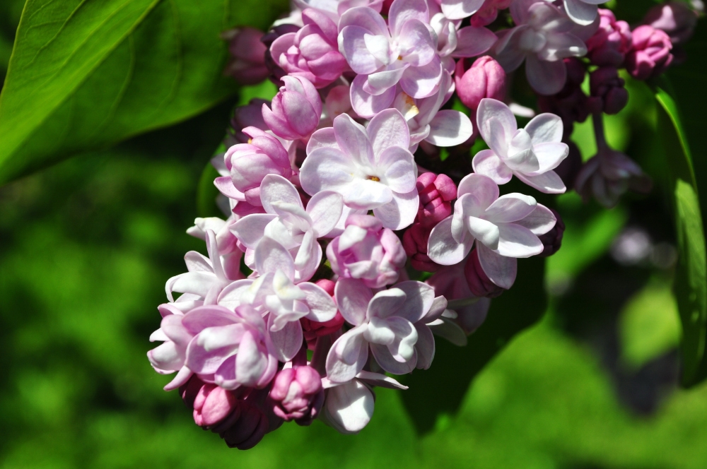 Сирень обыкновенная Бель де Нанси (Syringa vulgaris 'Belle de Nancy')