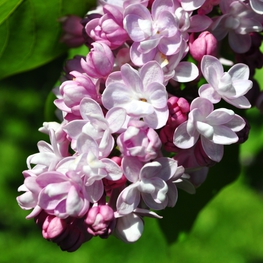 Сирень обыкновенная Бель де Нанси (Syringa vulgaris 'Belle de Nancy')