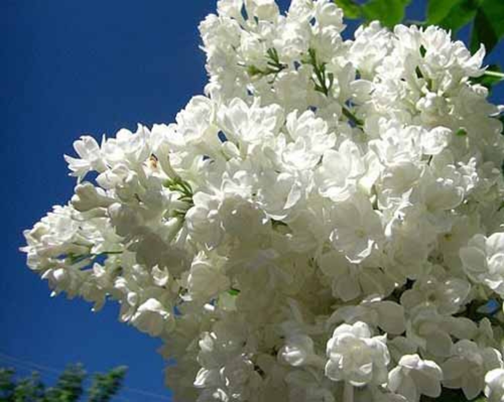 Сирень обыкновенная Жанна Д'Арк (Syringa vulgaris 'Jeanne d'Arc')