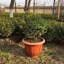 Самшит вечнозеленый (Buxus sempervirens)