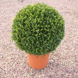 Самшит вечнозеленый (Buxus sempervirens)