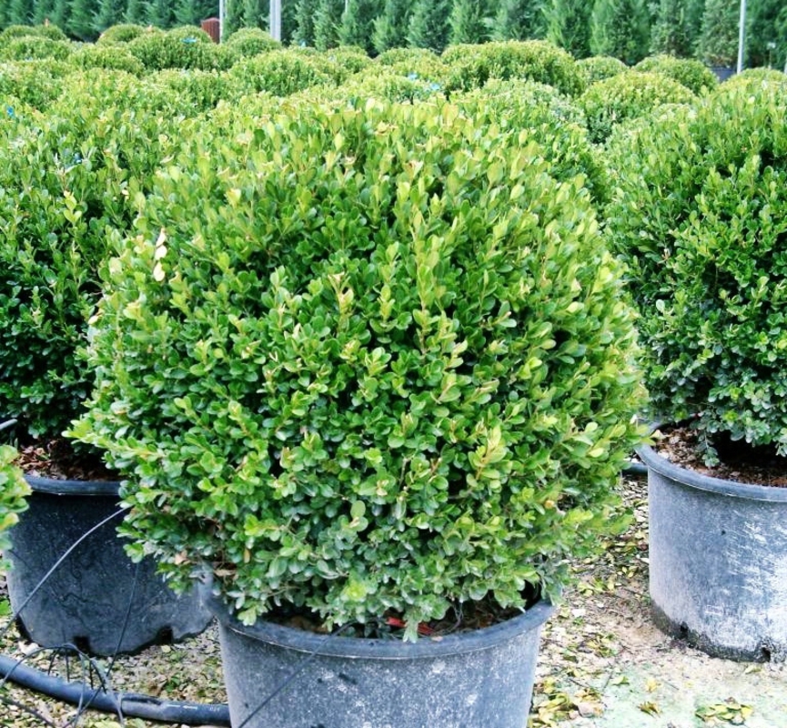 Самшит мелколистный Фаулкнер (Buxus microphylla 'Faulkner')