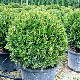 Самшит мелколистный Фаулкнер (Buxus microphylla 'Faulkner')