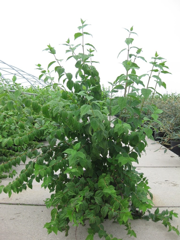 Чубушник Белль Этуаль (Philadelphus 'Belle Etoile')