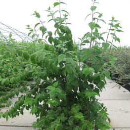 Чубушник Белль Этуаль (Philadelphus 'Belle Etoile')