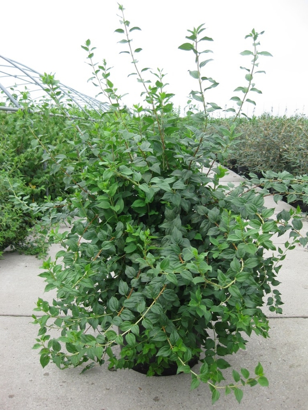 Чубушник Манто д'Эрмин (Philadelphus 'Manteau d'Hermine')