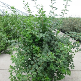 Чубушник Манто д'Эрмин (Philadelphus 'Manteau d'Hermine')