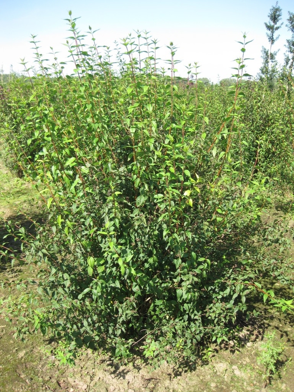 Чубушник Лемуана Лемуаней (Philadelphus x lemoinei 'Lemoinei')