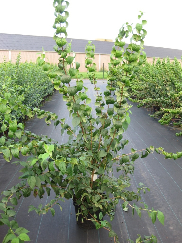 Чубушник виргинский Виржиналь (Philadelphus x virginalis 'Virginal')