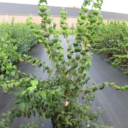 Чубушник виргинский Виржиналь (Philadelphus x virginalis 'Virginal')