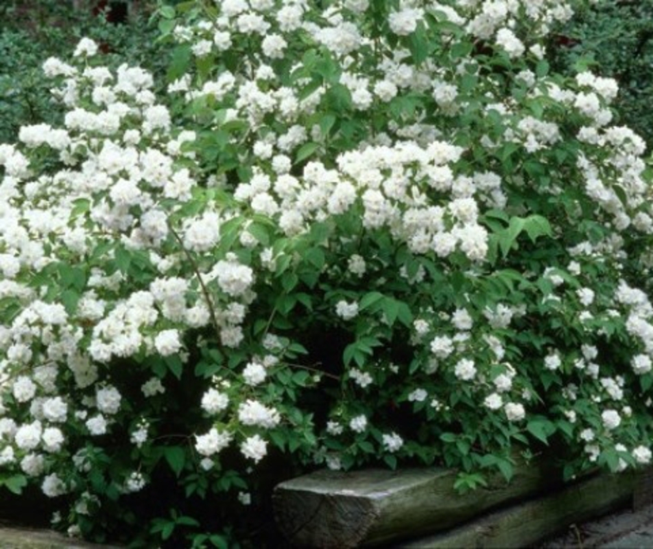 Чубушник Дам Бланш (Philadelphus 'Dame Blanche')