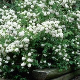 Чубушник Дам Бланш (Philadelphus 'Dame Blanche')