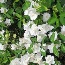 Чубушник Инносенс (Philadelphus 'Innocence')